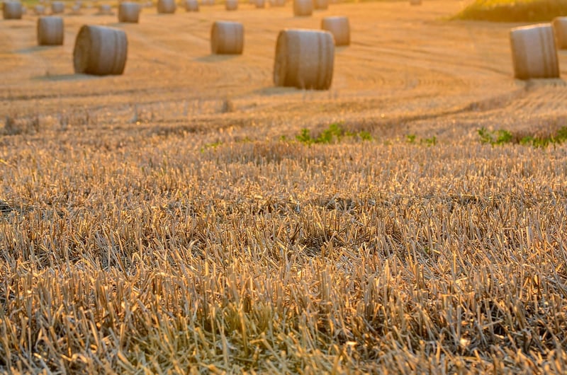 Festive Food Gathering